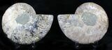 Cut/Polished Ammonite Pair - Agatized #21860-1